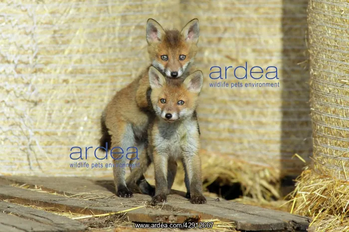 : Red Fox - 2 cubs playing in open barn : Red Fox - 2 cubs playing in open barn