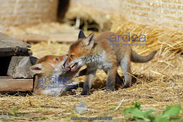 : Red Fox - 2 cubs playing in open barn : Red Fox - 2 cubs playing in open barn