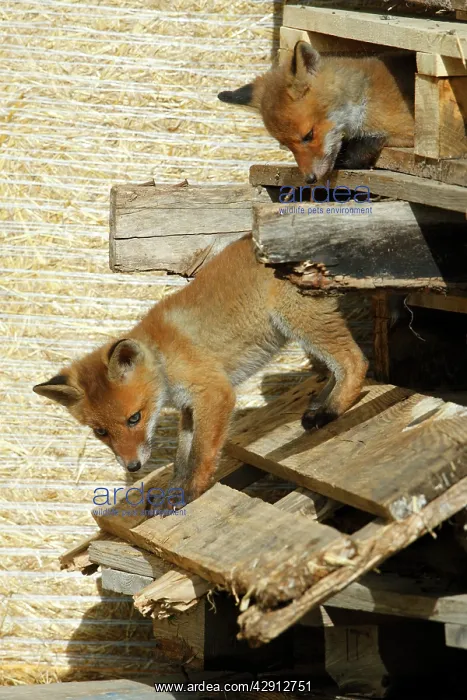 : Red Fox - 2 cubs playing between pallets in open barn : Red Fox - 2 cubs playing between pallets in open barn