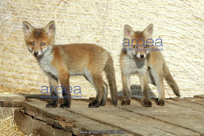: Red Fox - 2 cubs standing on pallet in open barn : Red Fox - 2 cubs standing on pallet in open barn