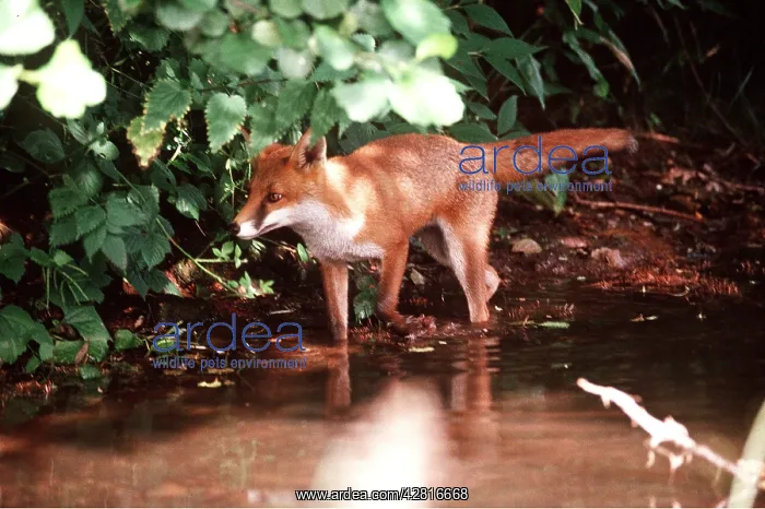 : RED FOX : RED FOX