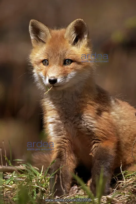 : Red Fox (Vulpes vulpes). omnivore - New York - USA : Red Fox (Vulpes vulpes). omnivore - New York - USA