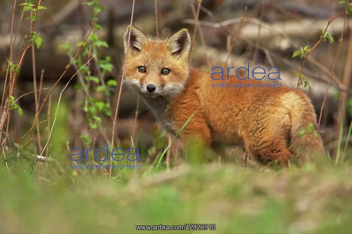 : Red Fox (Vulpes vulpes). omnivore - New York - USA : Red Fox (Vulpes vulpes). omnivore - New York - USA