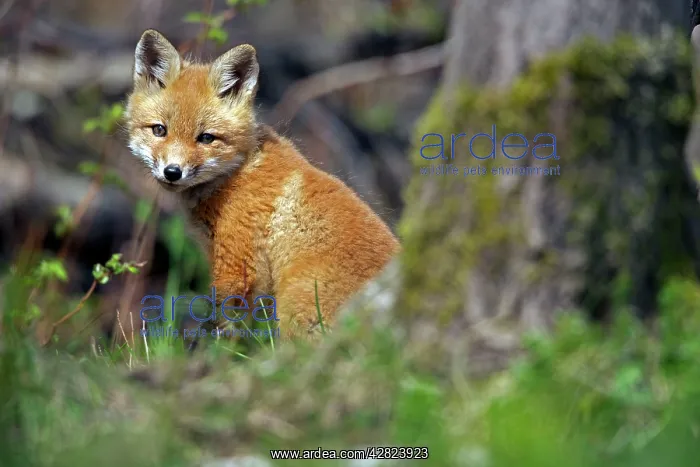 : Red Fox (Vulpes vulpes). omnivore - New York - USA : Red Fox (Vulpes vulpes). omnivore - New York - USA