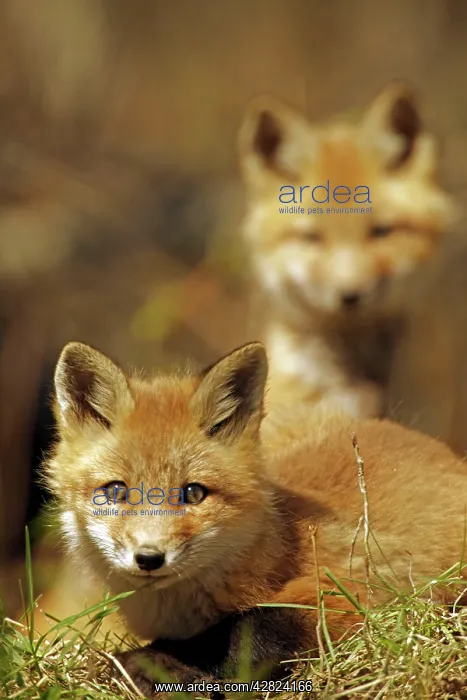 : Red Fox (Vulpes vulpes). omnivore - New York - USA : Red Fox (Vulpes vulpes). omnivore - New York - USA