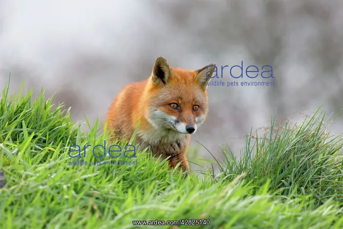  : Red Fox (Vulpes vulpes)