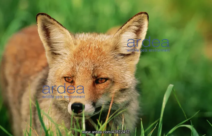 : Red Fox (Vulpes vulpes). Male. Distribution: Throughout Europe : Red Fox (Vulpes vulpes). Male. Distribution: Throughout Europe