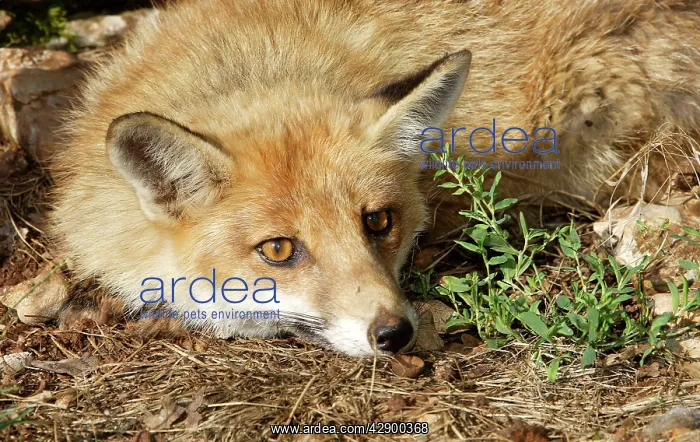 : Red Fox (Vulpes vulpes). France