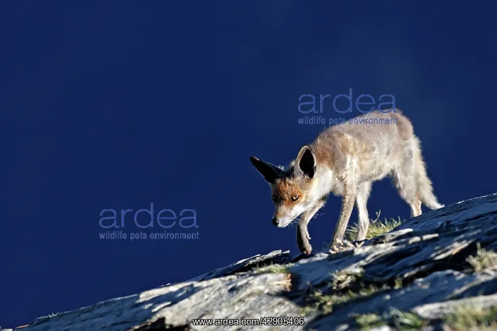 : Red Fox. (Vulpes vulpes). Pyrenees - France / Spain : Red Fox. (Vulpes vulpes). Pyrenees - France / Spain