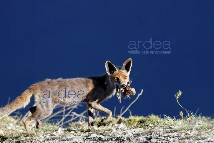 : Red Fox. (Vulpes vulpes). Pyrenees - France / Spain : Red Fox. (Vulpes vulpes). Pyrenees - France / Spain