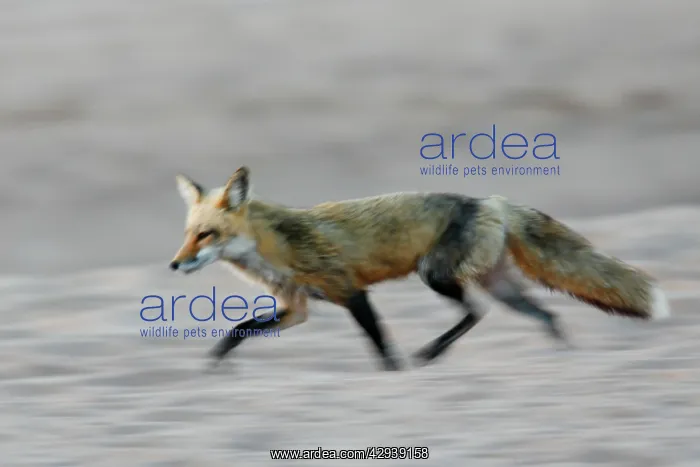  : Red Fox (Vulpes vulpes). USA