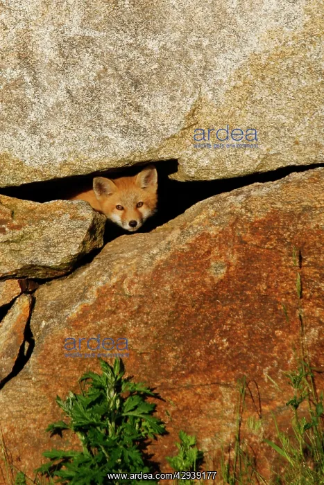  : Red Fox (Vulpes vulpes). USA
