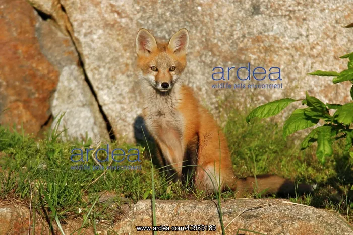  : Red Fox (Vulpes vulpes). USA