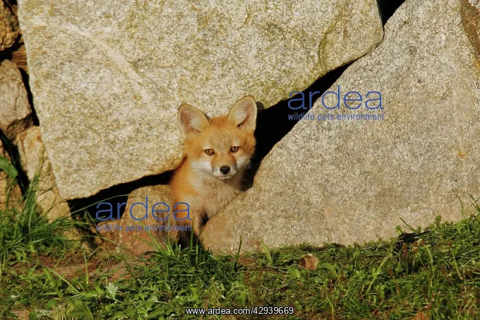  : Red Fox (Vulpes vulpes). USA
