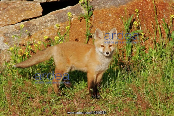  : Red Fox (Vulpes vulpes)