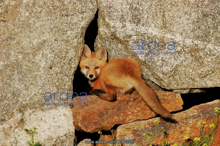  : Red Fox (Vulpes vulpes)