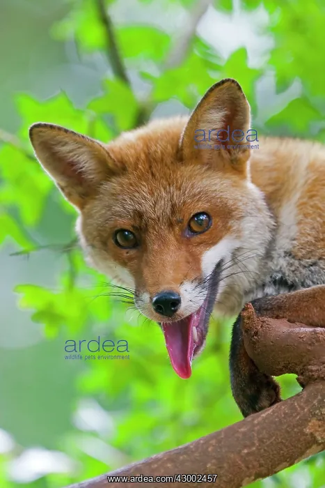 : Red Fox (Vulpes vulpes). in a tree - Lot - France : Red Fox (Vulpes vulpes). in a tree - Lot - France