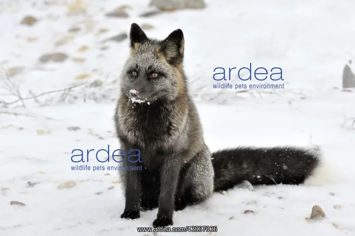 : Red Fox. Red fox (Vulpes vulpes) with melanism : Red Fox. Red fox (Vulpes vulpes) with melanism