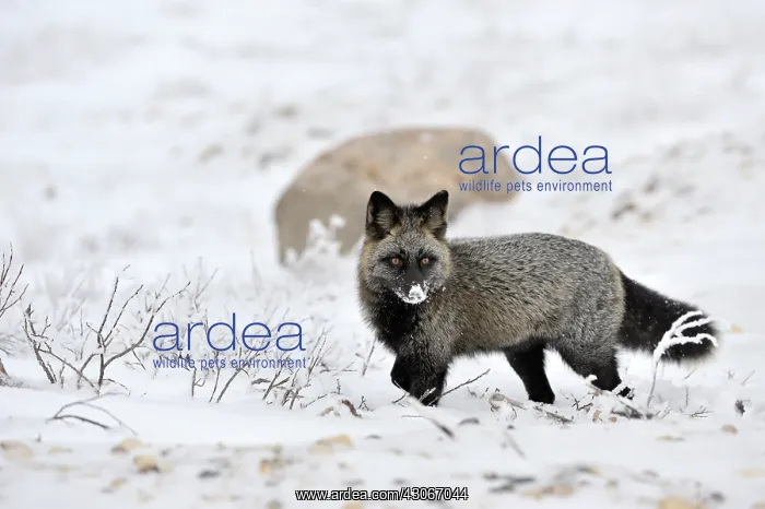 : Red Fox. Red fox (Vulpes vulpes) with melanism : Red Fox. Red fox (Vulpes vulpes) with melanism