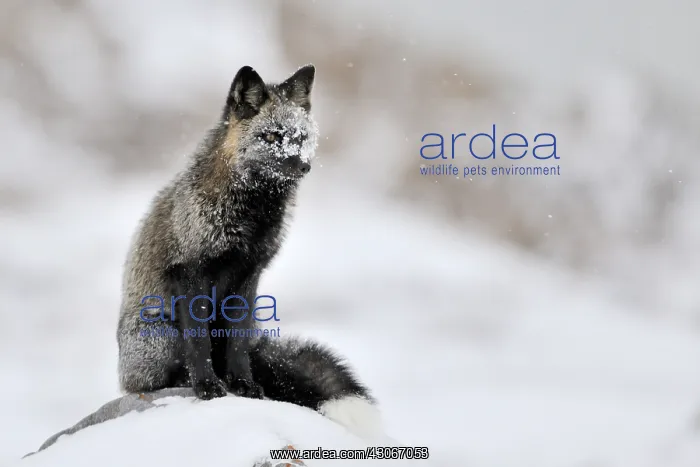 : Red Fox. Red fox (Vulpes vulpes) with melanism : Red Fox. Red fox (Vulpes vulpes) with melanism