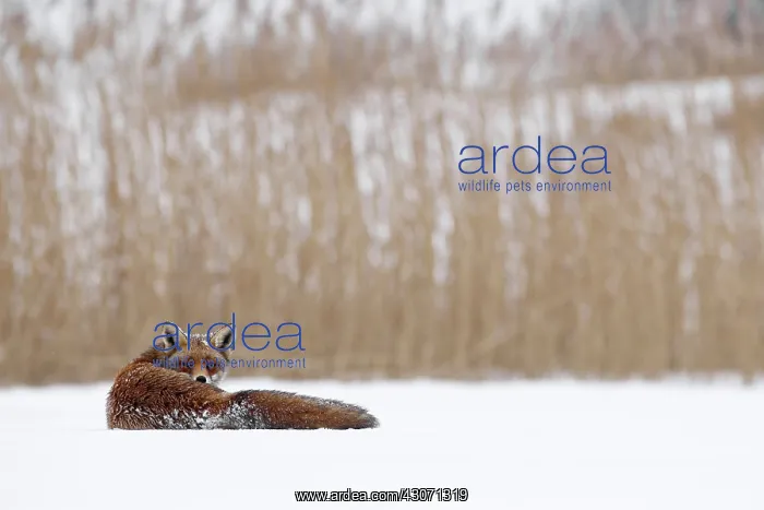 : Red Fox (Vulpes vulpes) resting in the snow in front of a reed bed : Red Fox (Vulpes vulpes) resting in the snow in front of a reed bed