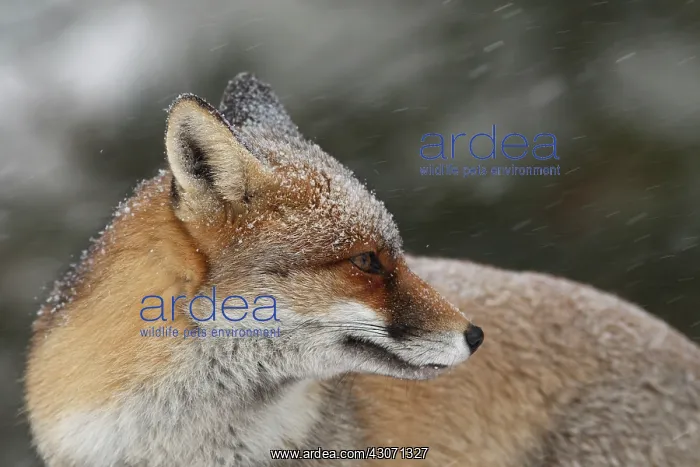 : Red Fox. Portrait of a Red Fox (Vulpes vulpes) in a heavy snowstorm : Red Fox. Portrait of a Red Fox (Vulpes vulpes) in a heavy snowstorm