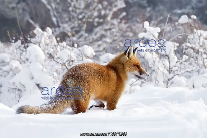 : Red Fox (Vulpes vulpes) plowing through a thick layer of snow : Red Fox (Vulpes vulpes) plowing through a thick layer of snow