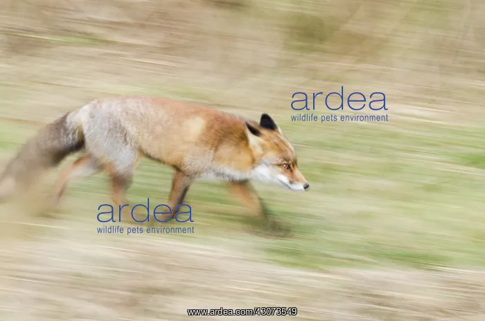 : Red Fox (Vulpes vulpes) running with motion blur : Red Fox (Vulpes vulpes) running with motion blur