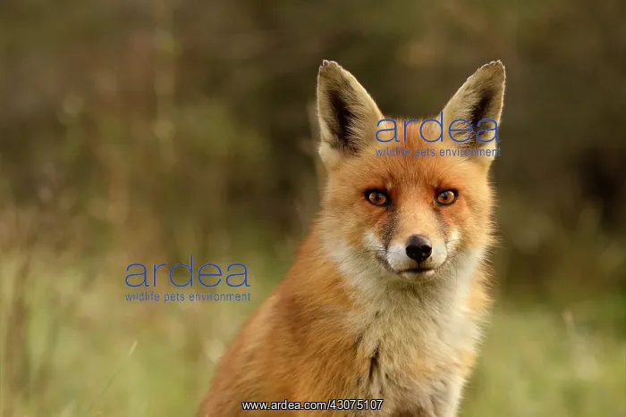 : Red Fox (Vulpes vulpes) portrait : Red Fox (Vulpes vulpes) portrait