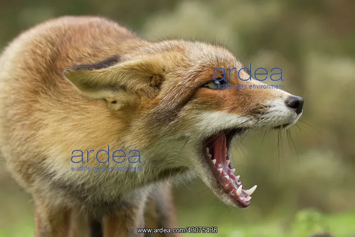  : Red Fox. Portrait of a young Red Fox (Vulpes vulpes) showing submissive behaviour