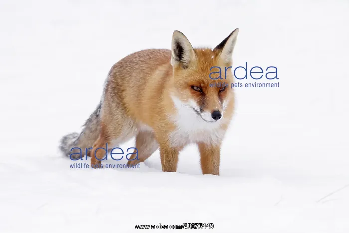 : Red Fox. Red fox (vulpes vulpes) plowing through a thick layer of snow : Red Fox. Red fox (vulpes vulpes) plowing through a thick layer of snow