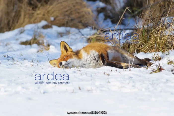 : Red Fox (Vulpes vulpes) sleeping in snow : Red Fox (Vulpes vulpes) sleeping in snow