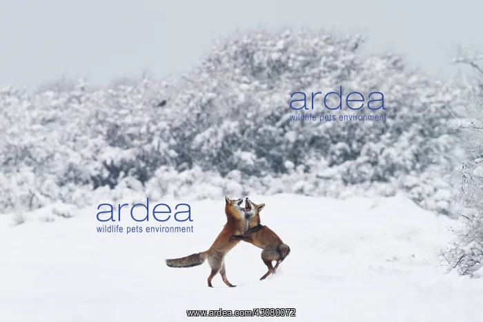 : Red Fox. Playing foxes (Vulpes vulpes) in a snowy landscape : Red Fox. Playing foxes (Vulpes vulpes) in a snowy landscape