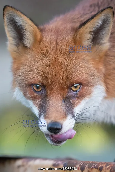 : Red Fox. Portrait of an urban Red Fox (Vulpes vulpes) licking its lips : Red Fox. Portrait of an urban Red Fox (Vulpes vulpes) licking its lips