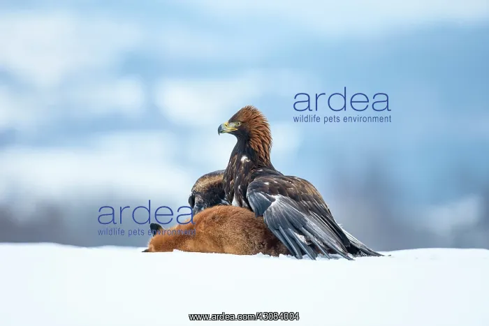 : Red Fox. Golden Eagle (Aquila chrysaetos) feeding on a European Red Fox : Red Fox. Golden Eagle (Aquila chrysaetos) feeding on a European Red Fox