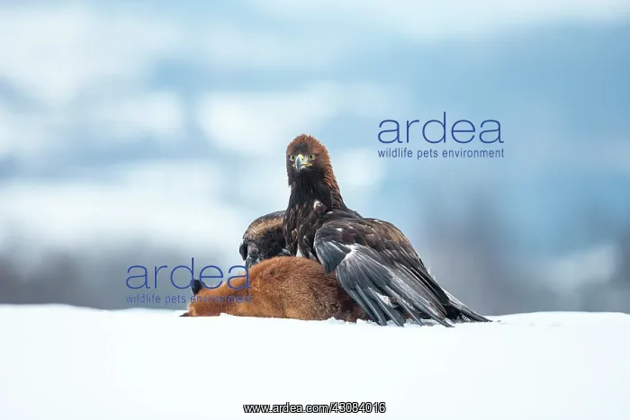 : Red Fox. Golden Eagle (Aquila chrysaetos) feeding on a European Red Fox : Red Fox. Golden Eagle (Aquila chrysaetos) feeding on a European Red Fox