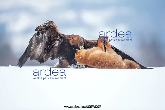 : Red Fox. Golden Eagle (Aquila chrysaetos) feeding on a European Red Fox : Red Fox. Golden Eagle (Aquila chrysaetos) feeding on a European Red Fox