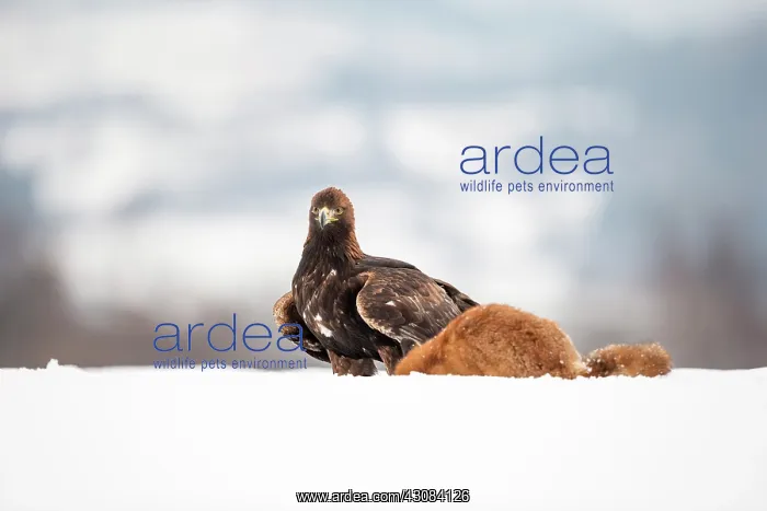 : Red Fox. Golden Eagle (Aquila chrysaetos) feeding on a European Red Fox : Red Fox. Golden Eagle (Aquila chrysaetos) feeding on a European Red Fox