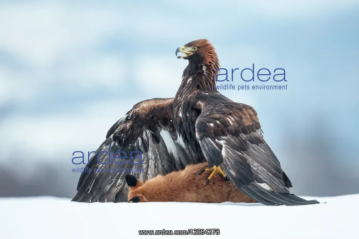 : Red Fox. Golden Eagle (Aquila chrysaetos) feeding on a European Red Fox : Red Fox. Golden Eagle (Aquila chrysaetos) feeding on a European Red Fox