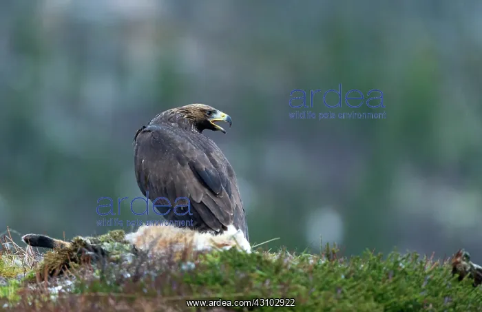 : Red Fox. Golden Eagle (Aquila chrysaetos) juvenile on Red Fox(Vulpes vulpes) : Red Fox. Golden Eagle (Aquila chrysaetos) juvenile on Red Fox(Vulpes vulpes)