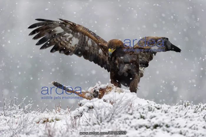  : Red Fox. Golden Eagle (Aquila chrusaetos)