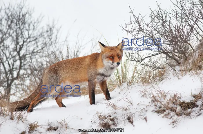: Red Fox (Vulpes vulpes) standing in the snow : Red Fox (Vulpes vulpes) standing in the snow