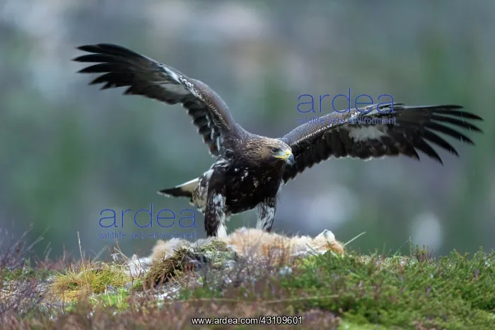 : Red Fox. Golden Eagle (Aquila chrysaetos) watches over prey Red Fox (Vulpes vulpes) : Red Fox. Golden Eagle (Aquila chrysaetos) watches over prey Red Fox (Vulpes vulpes)