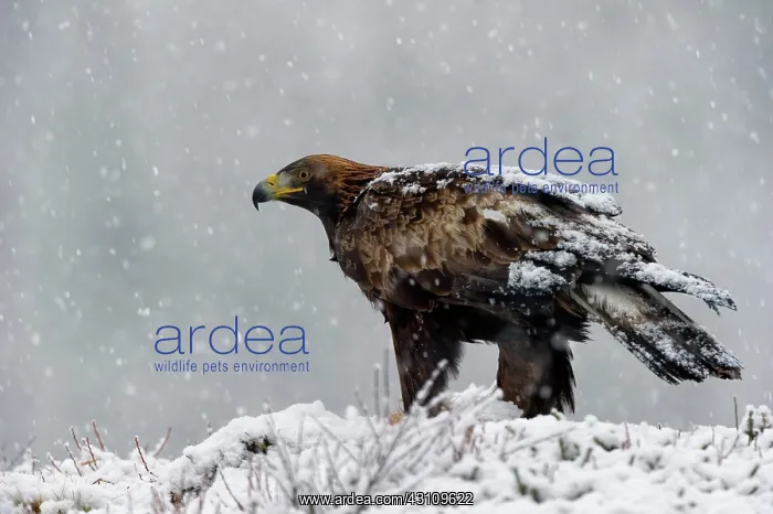 : Red Fox. Golden Eagle (Aquila chrusaetos) portrait on Red Fox (Vulpes vulpes) in snowstorm : Red Fox. Golden Eagle (Aquila chrusaetos) portrait on Red Fox (Vulpes vulpes) in snowstorm