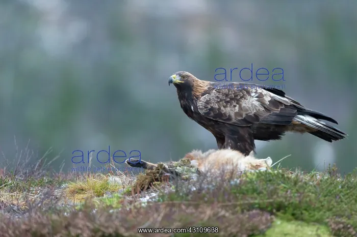 : Red Fox. Golden Eagle (Aquila chrysaetos) adult on Red Fox ( Vulpes vulpes) : Red Fox. Golden Eagle (Aquila chrysaetos) adult on Red Fox ( Vulpes vulpes)