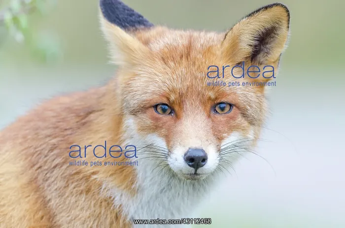 : Red Fox. Close up of a Red Fox (Vulpes vulpes) : Red Fox. Close up of a Red Fox (Vulpes vulpes)