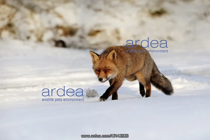 : Red Fox (Vulpes vulpes) walking in the snow : Red Fox (Vulpes vulpes) walking in the snow