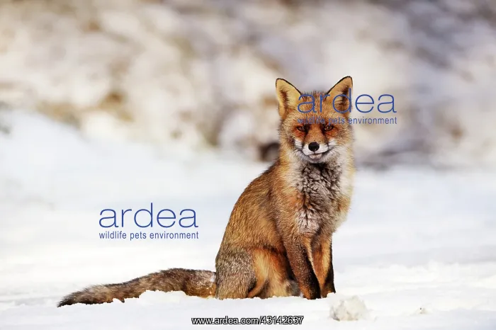 : Red Fox (Vulpes vulpes) sitting in the snow : Red Fox (Vulpes vulpes) sitting in the snow