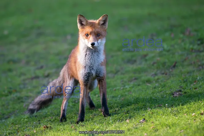 : Red Fox. Red fox (Vulpes vulpes) portrait, England, Sussex, Ashdown Forest : Red Fox. Red fox (Vulpes vulpes) portrait, England, Sussex, Ashdown Forest