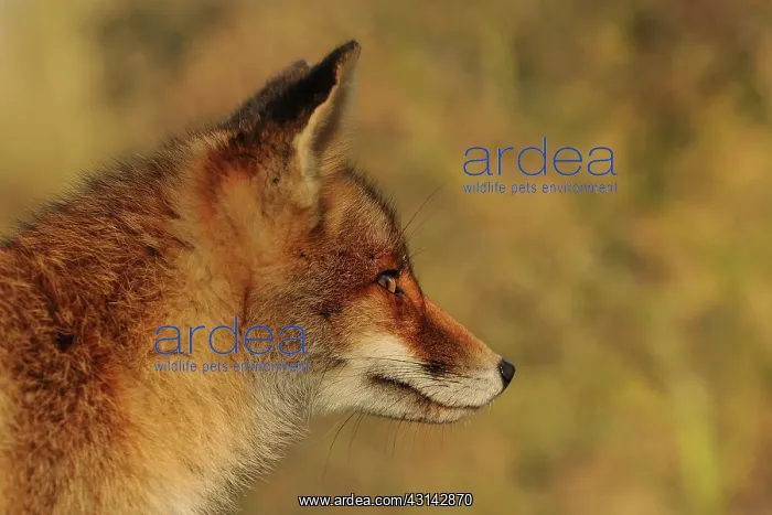 : Red Fox (Vulpes vulpes) portrait : Red Fox (Vulpes vulpes) portrait
